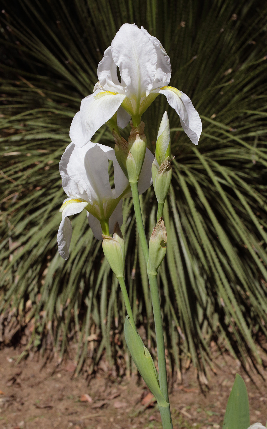 Iris florentina con 4 fiori di cui 2 sbocciati