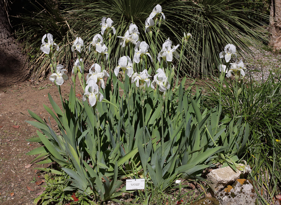 cespo con numerosissimi fiori nell'aiuola dedicata al Giglio Fiorentino presso il Giardino dei Semplici