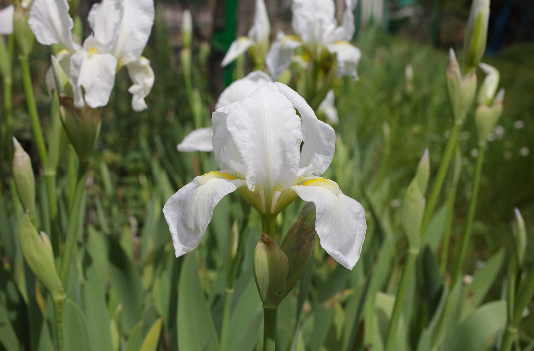 fiore di Iris florentina in primo piano