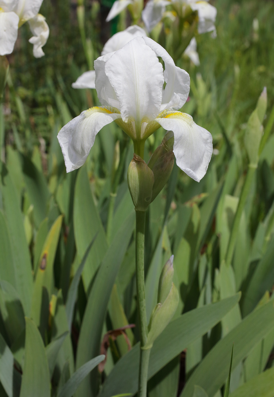 infiorescenza di Iris florentina con il primo fiore aperto in cima e gli altri 2 bocci bianchi