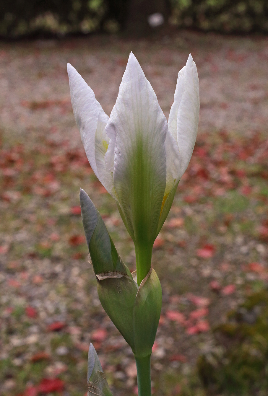 fiore di Iris florentina L. che si sta aprendo con la tipica forma a 3 punte