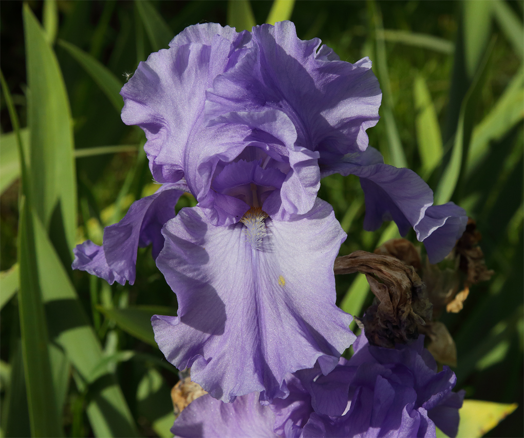 fiore di Iris di colore tra celeste e lilla