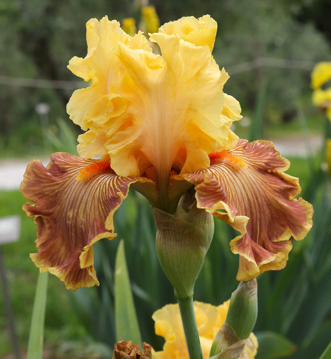 Iris dai tmni arancio - concorso 2024