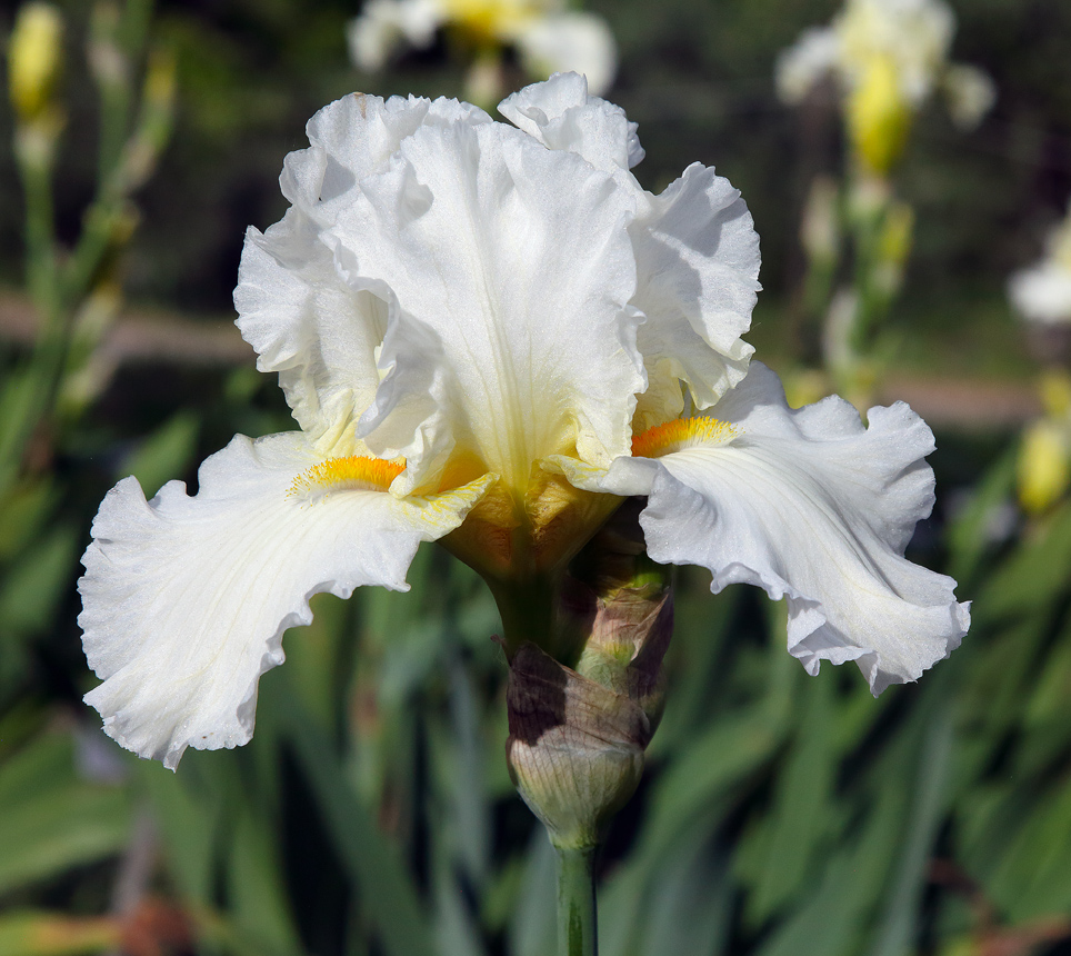 Iris barbata ibrida di color bianco puro4