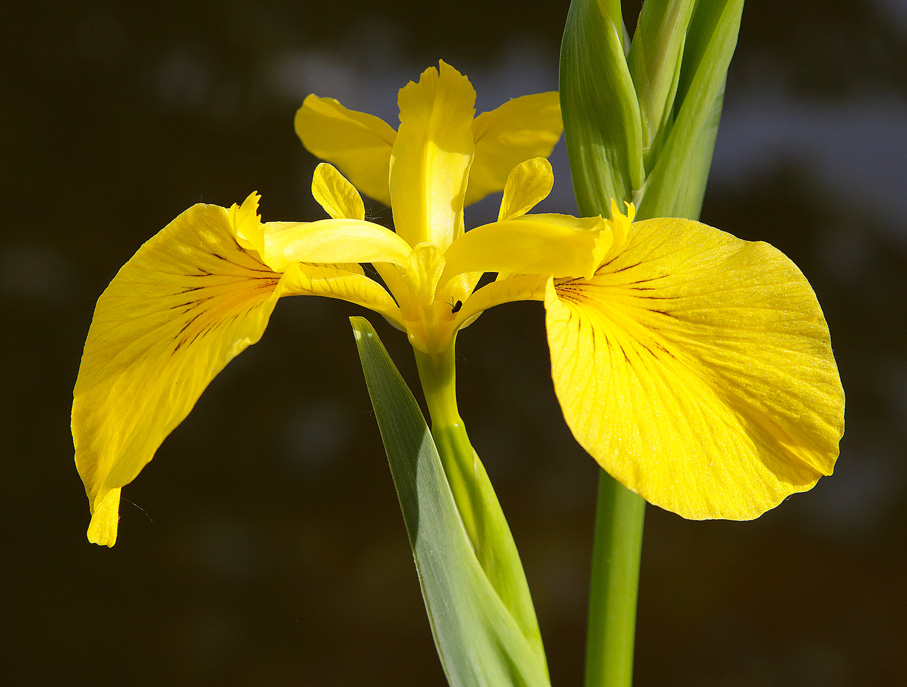 giaggiolo acquatico dal colore giallo acceso