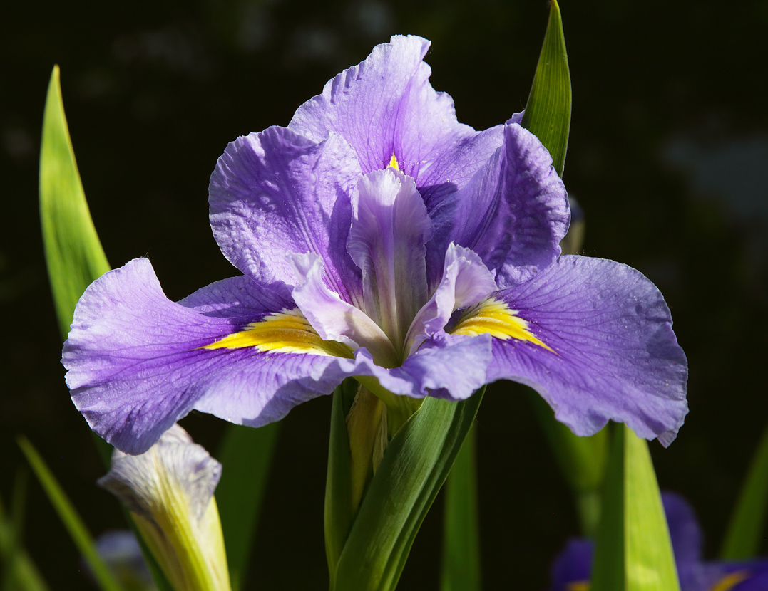 iris acquatica dal colore viola-blu