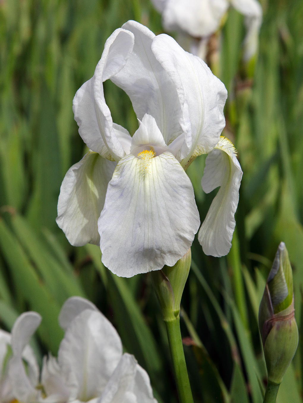 fiore bianco con lievi macchioline violacee quasi impercettibili