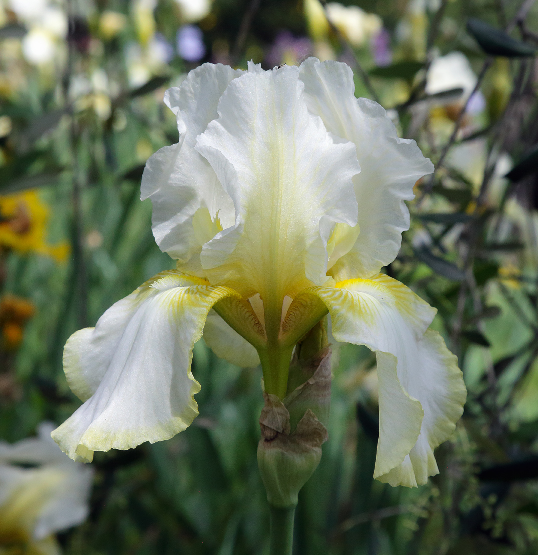 fiore di Iris di colore bianco e giallo pastello