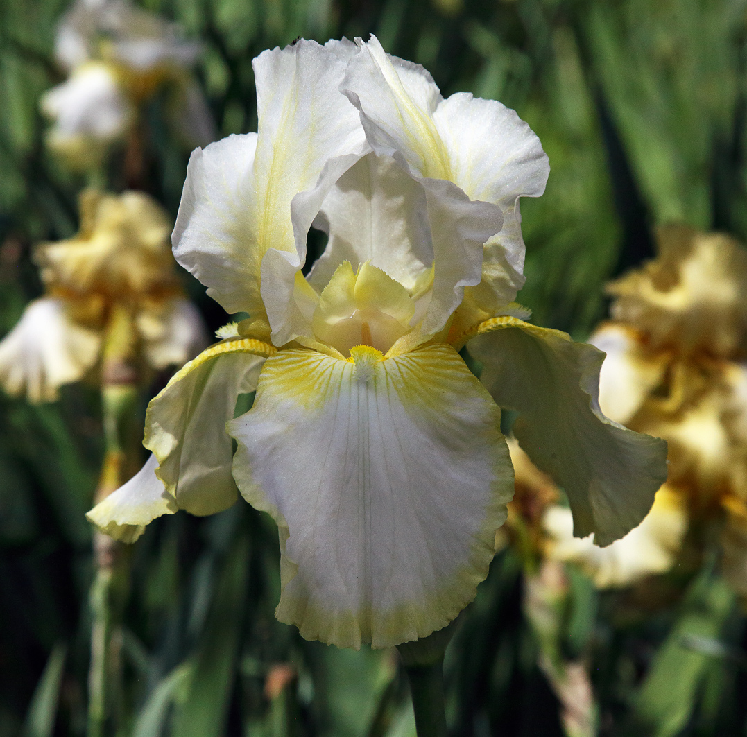 fiore di Iris come sopra, inquadratura con la tipica barba in primo piano