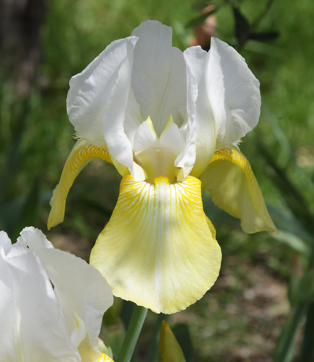 fiore di Iris con lacinie superiori bianche e le inferiori soffuse di giallo pastello