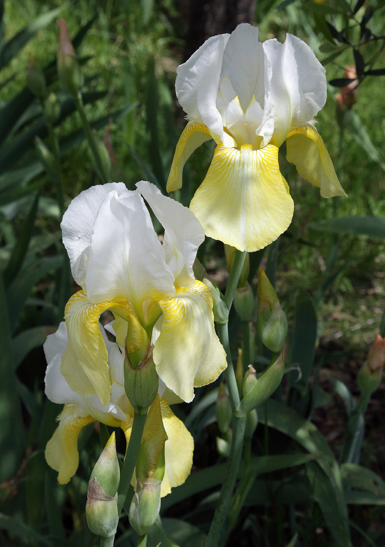 coppia di Iris colore come sopra