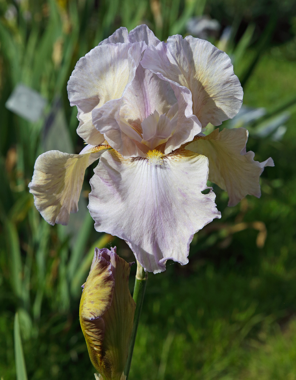 iris dalle leggere sfumature rosa pastello