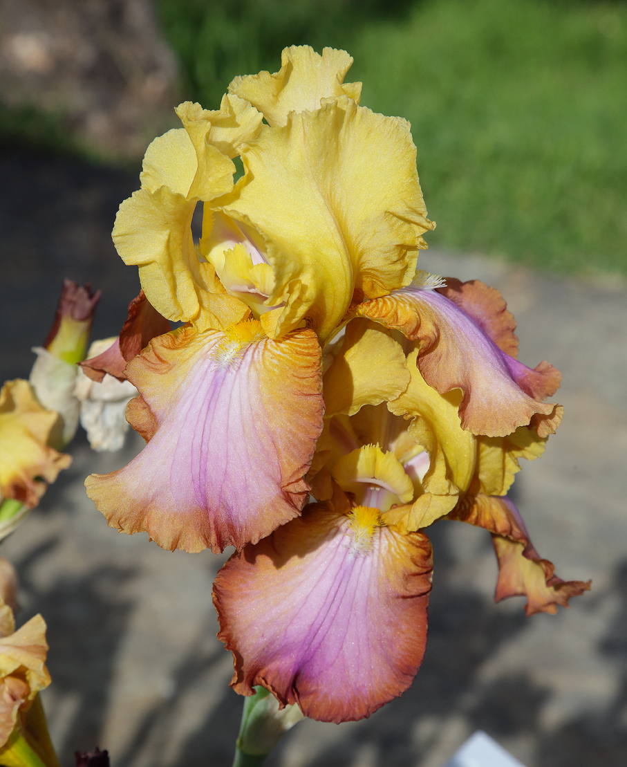 coppia di Iris rosa arancio e giallo