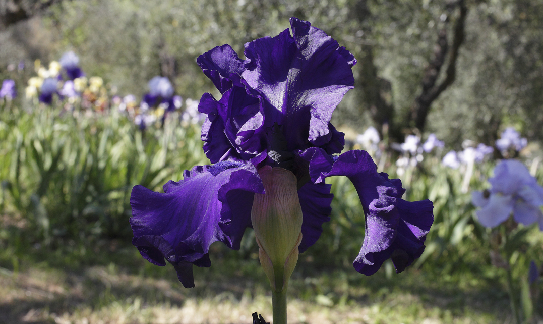 Iris di colore viola scuro