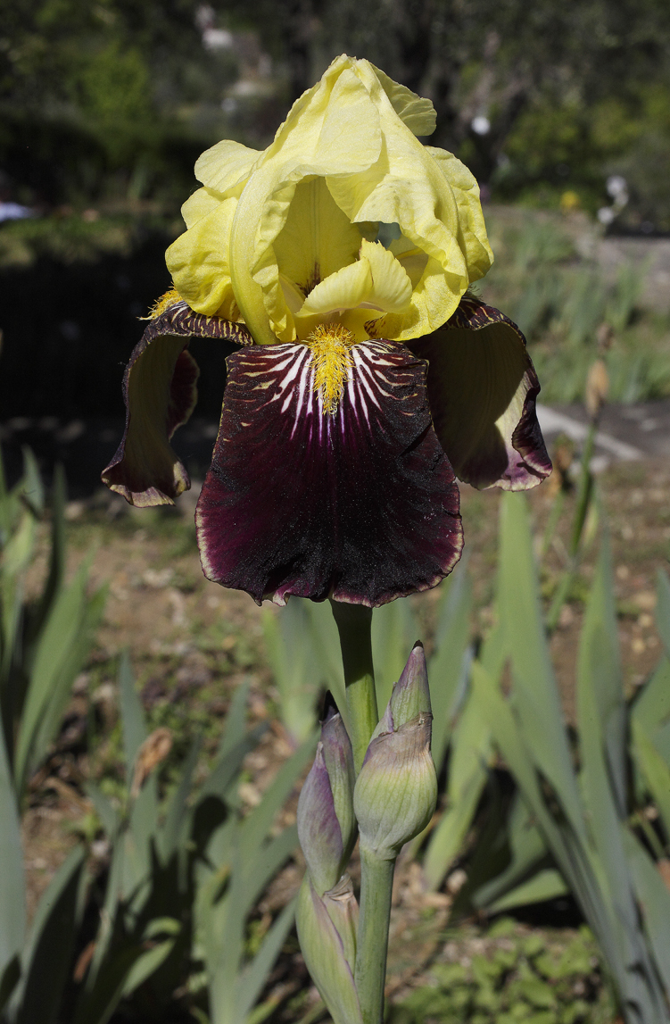 fiore di Iris con le lacinie superiori giallo limone e le inferiori bordeaux scuro