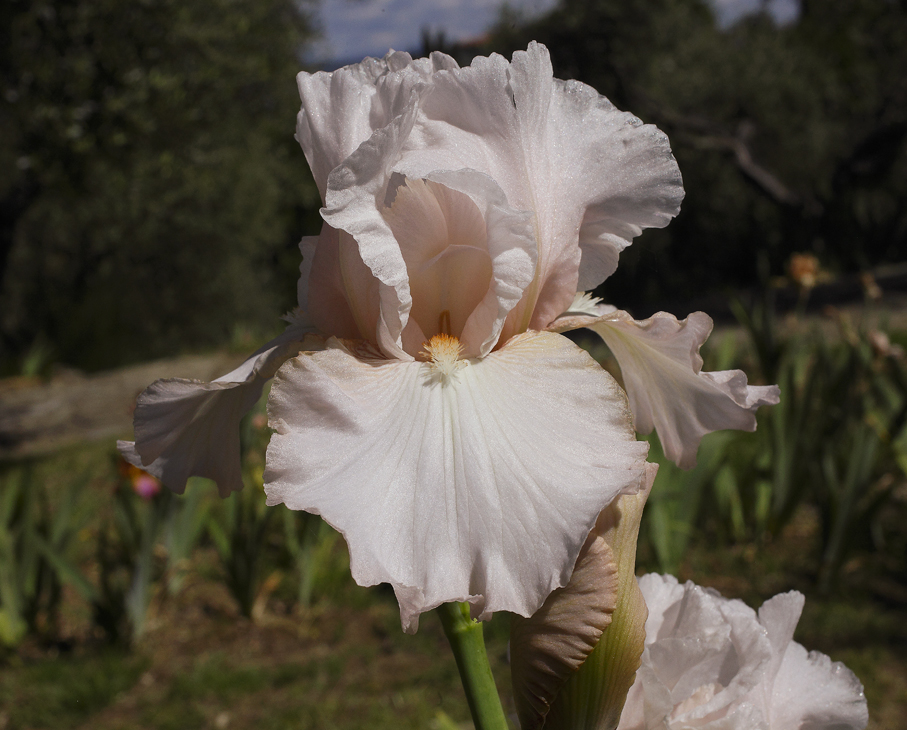 Iris dal colore rosa tenuissimo