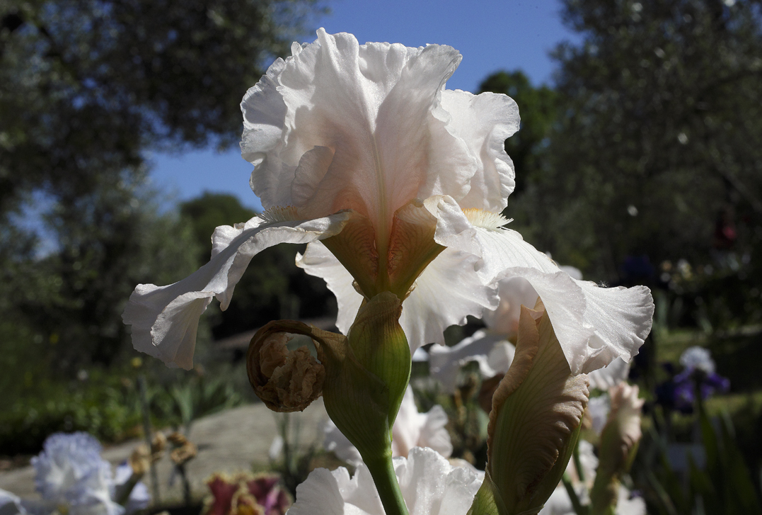 Iris dal colore rosa tenuissimo con boccio