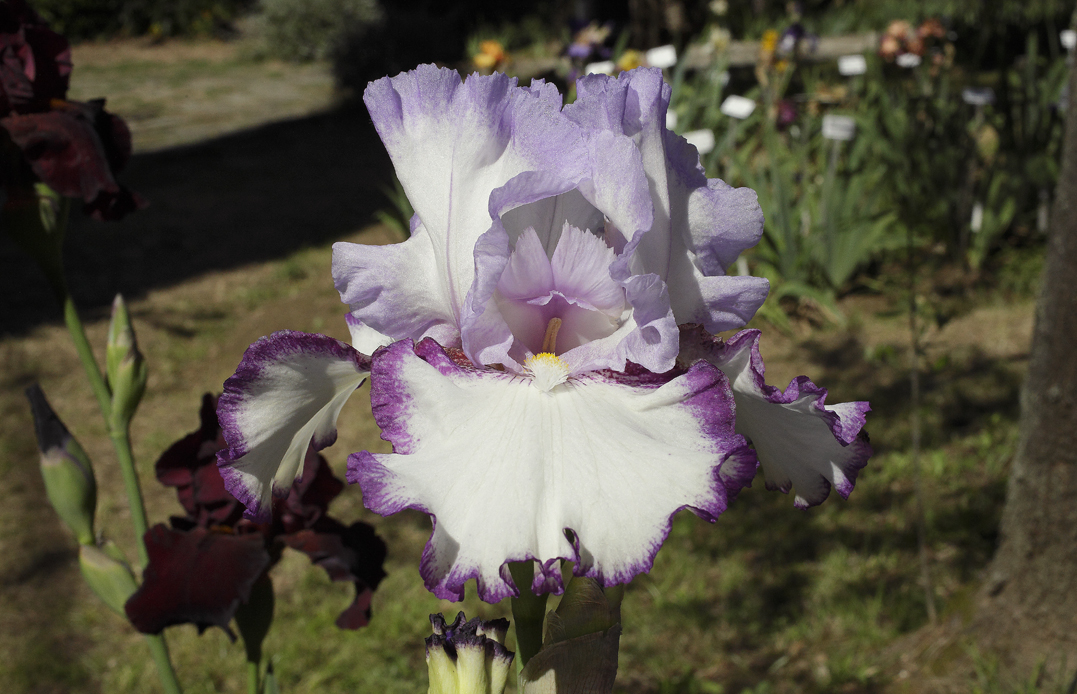 Fiore di Iris bianca bordata di viola