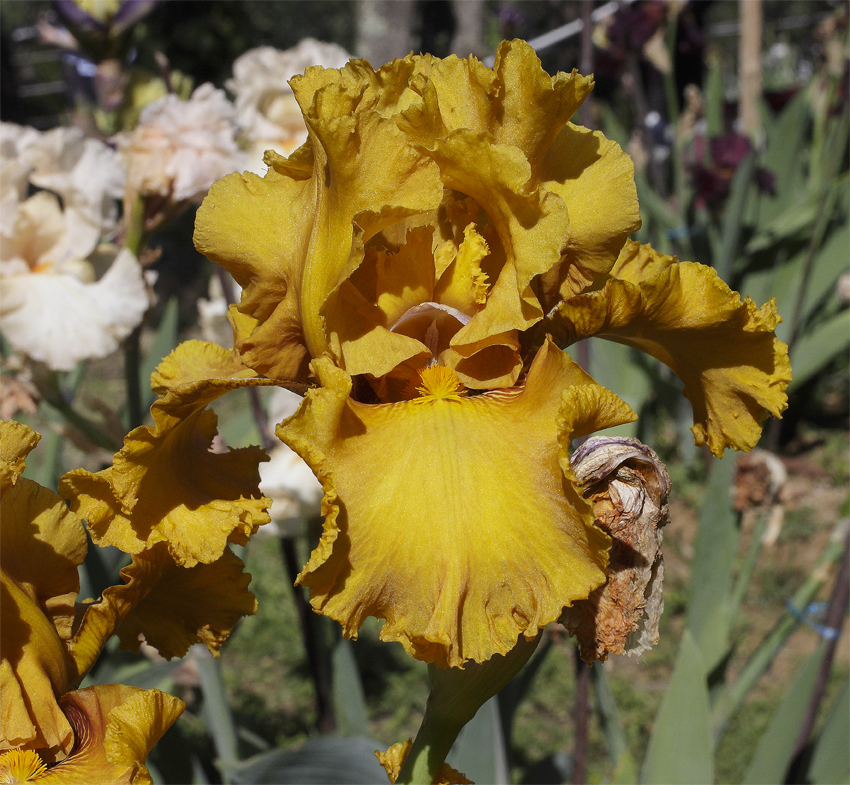 iris di colore giallo oro intenso