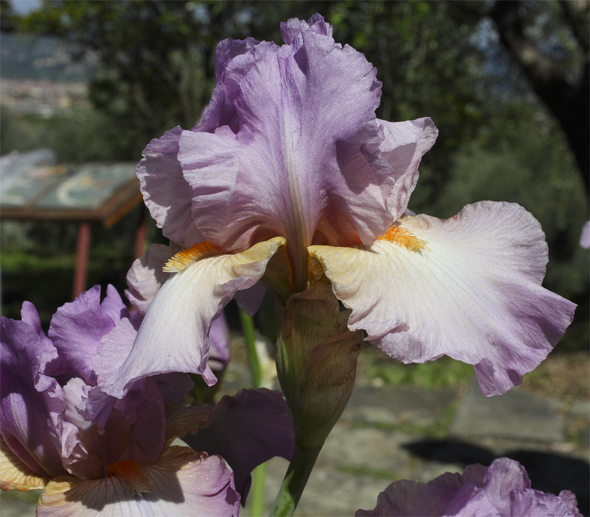 iris di colore viola chiaro rosato