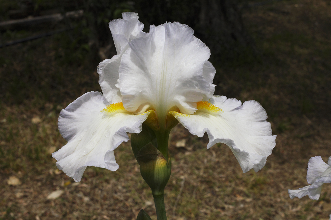 Fiore di Iris bianchissimo, con barbegialle