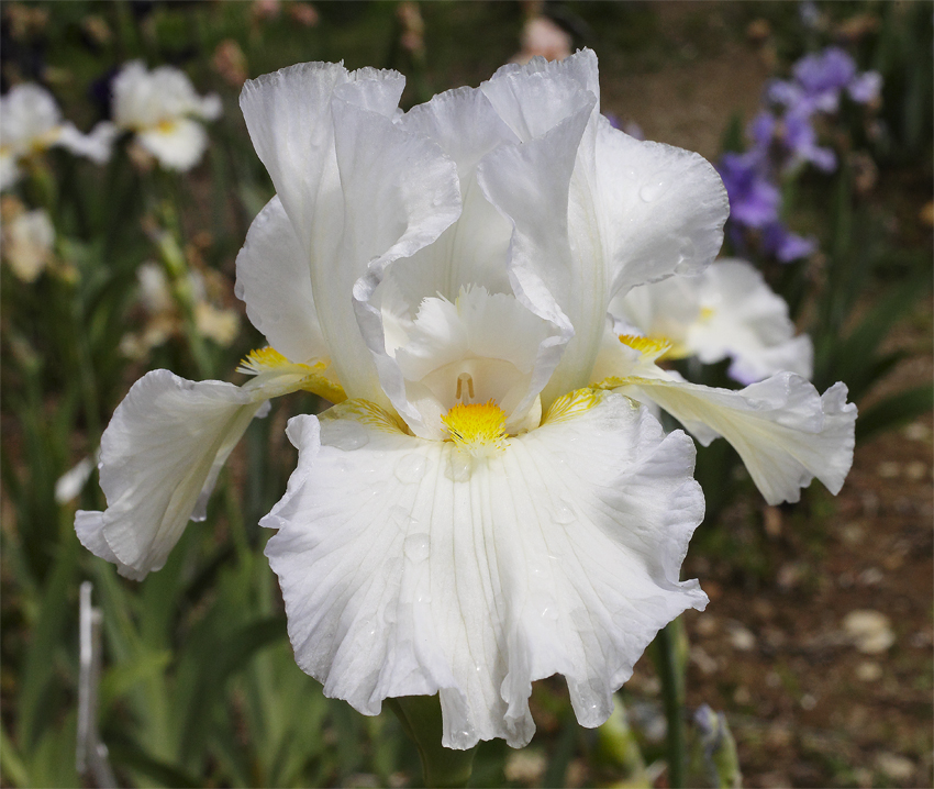 iris di colore bianchissimo