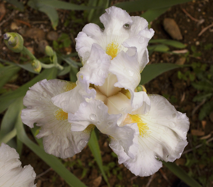 iris di colore biano vista dall'alto