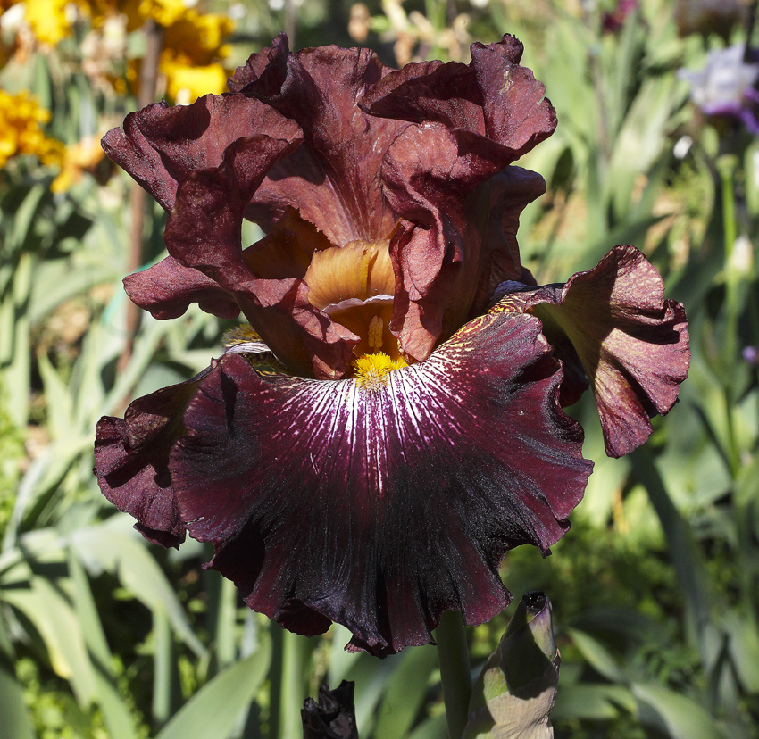 iris dal colore rosso bordeaux