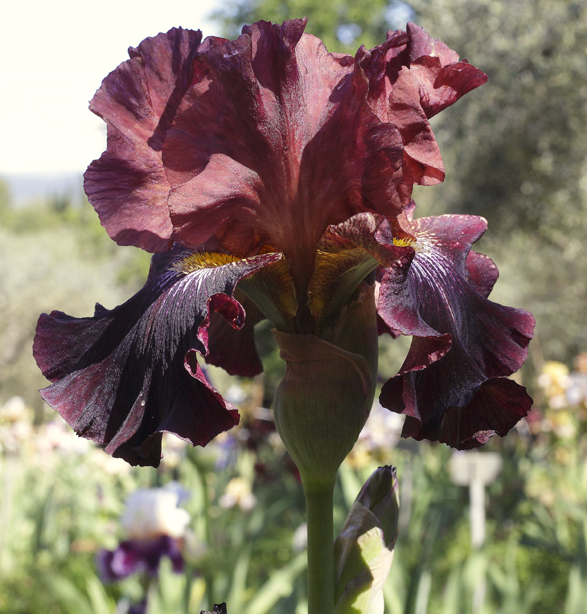 iris rosso bordeaux