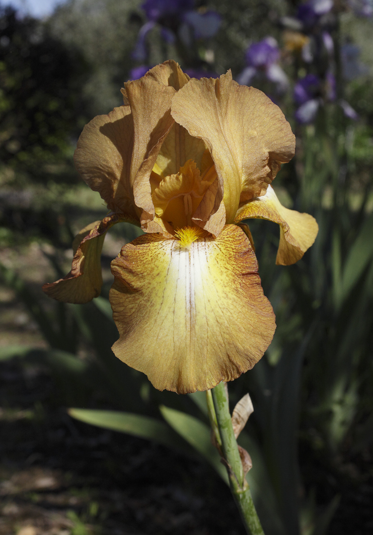 Iris dai toni giallo dorati