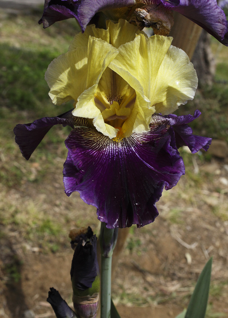 Iris di colore giallo limone nelle lacinie superiori, viola intenso e scuro nelle inferiori