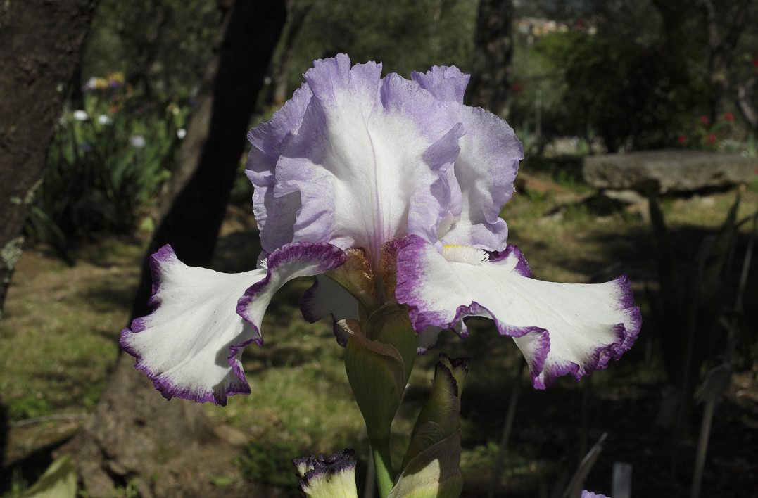 Iris bianca bordata di viola