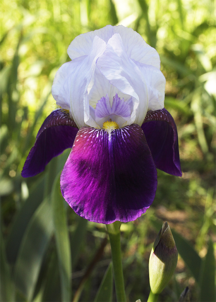 Fiore di Iris bicolore bianco sopra viola sotto