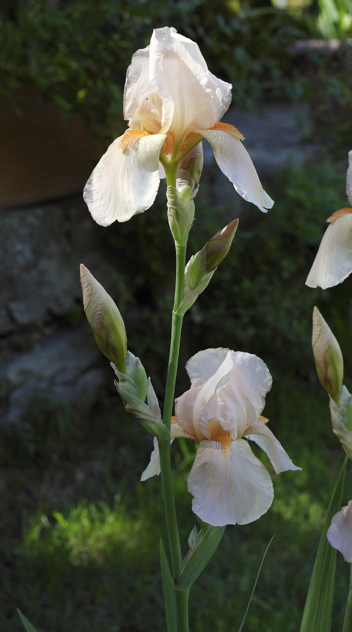 asse fiorifero di Iris di colore rosa delicato con bocci e fiori aperti