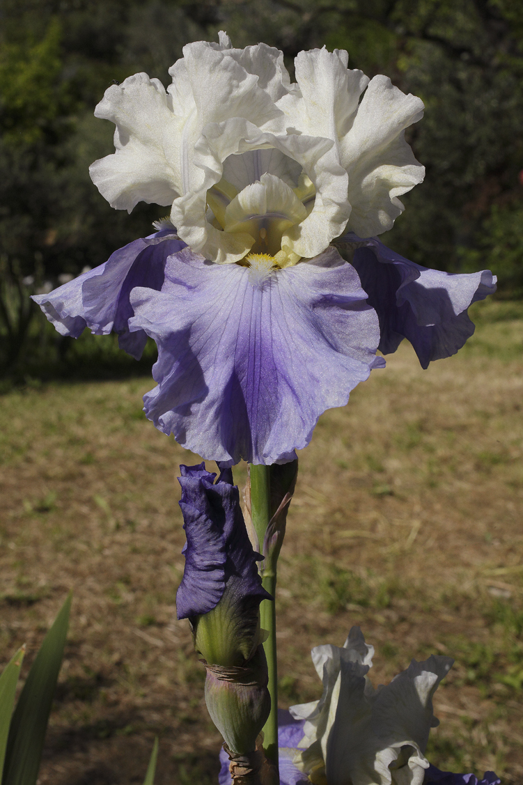 Iris di colore giallo pstello tenue nelle lacinie superiori, violetto nelle inferiori