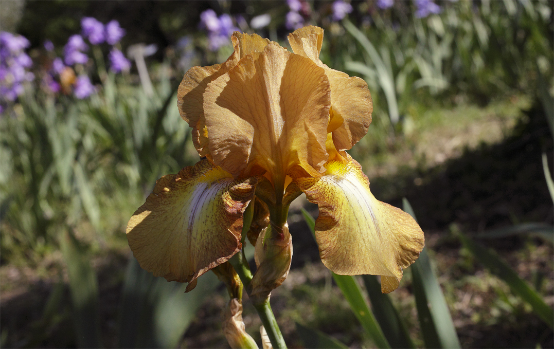 Altra inquadratura dell'iris giallo dorato precedente