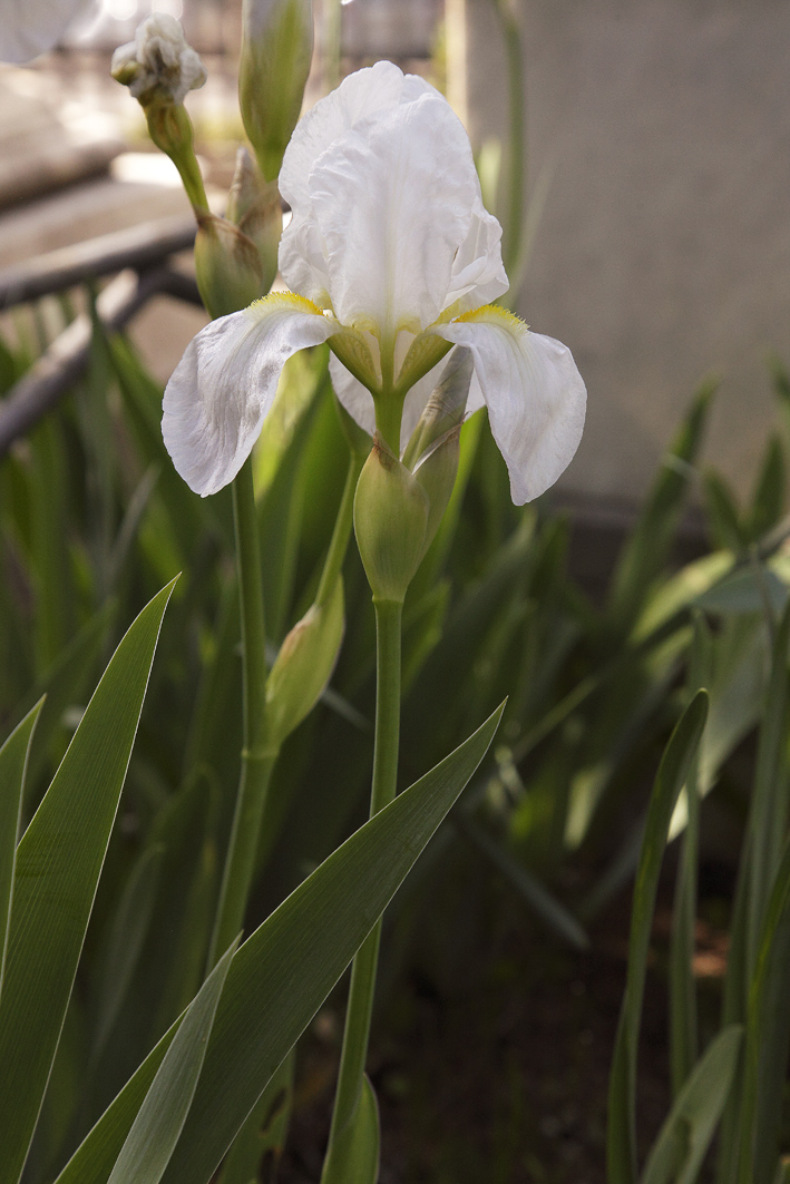 pianta intera di Iris florentina L.