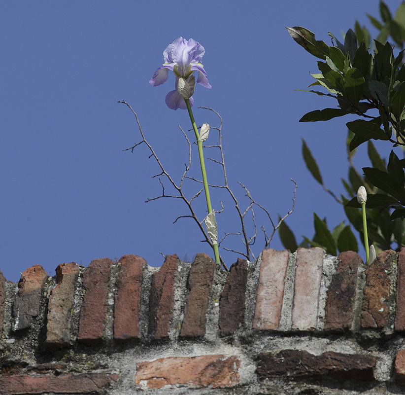 pianta di Iris fiorita sulle mura della Fortezza