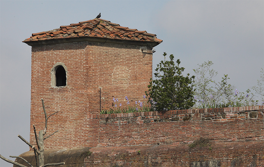 torretta affiancata da piante di Iris fiorite