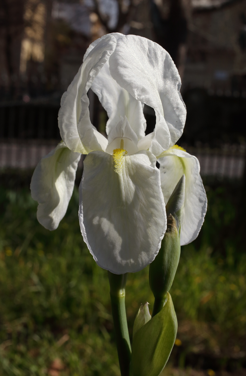 il  fiore dell'Iris florentina con la barbetta in primo piano