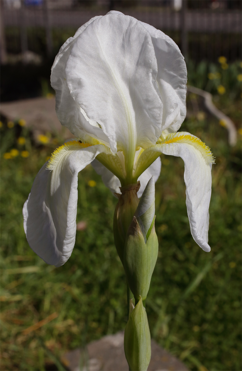 fiore apicale di Iris florentina L. fiorito con gli altri 2 bocci disposti sotto