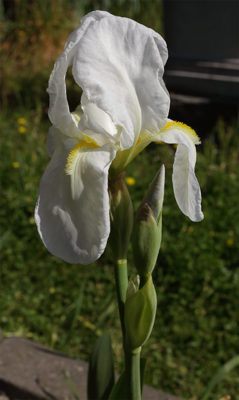 Fiore di Iris florentina L. visto di 3 quarti