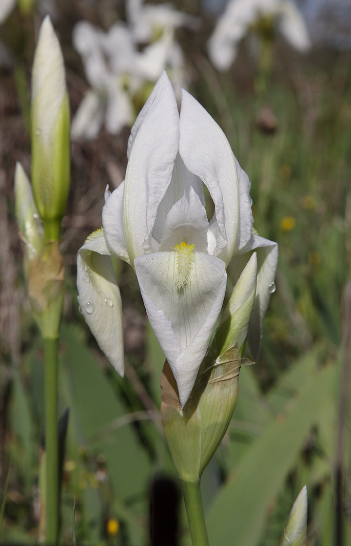 fiore di Iris florentina parzialmente aperto
